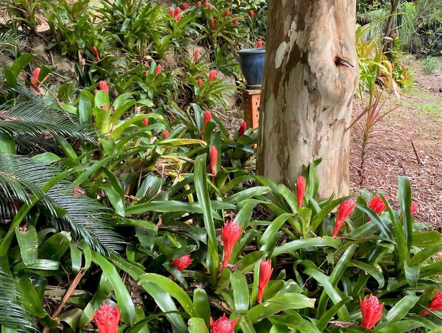 Hotel Palmwoods Eco Escape Penzion