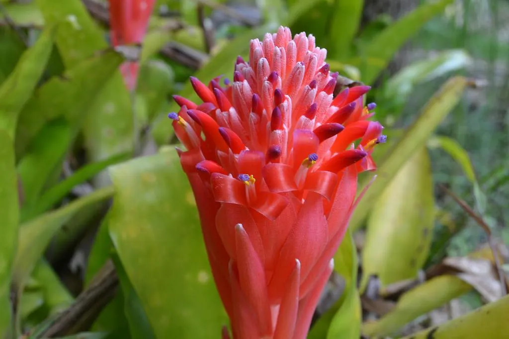 Palmwoods Eco Escape Hotel